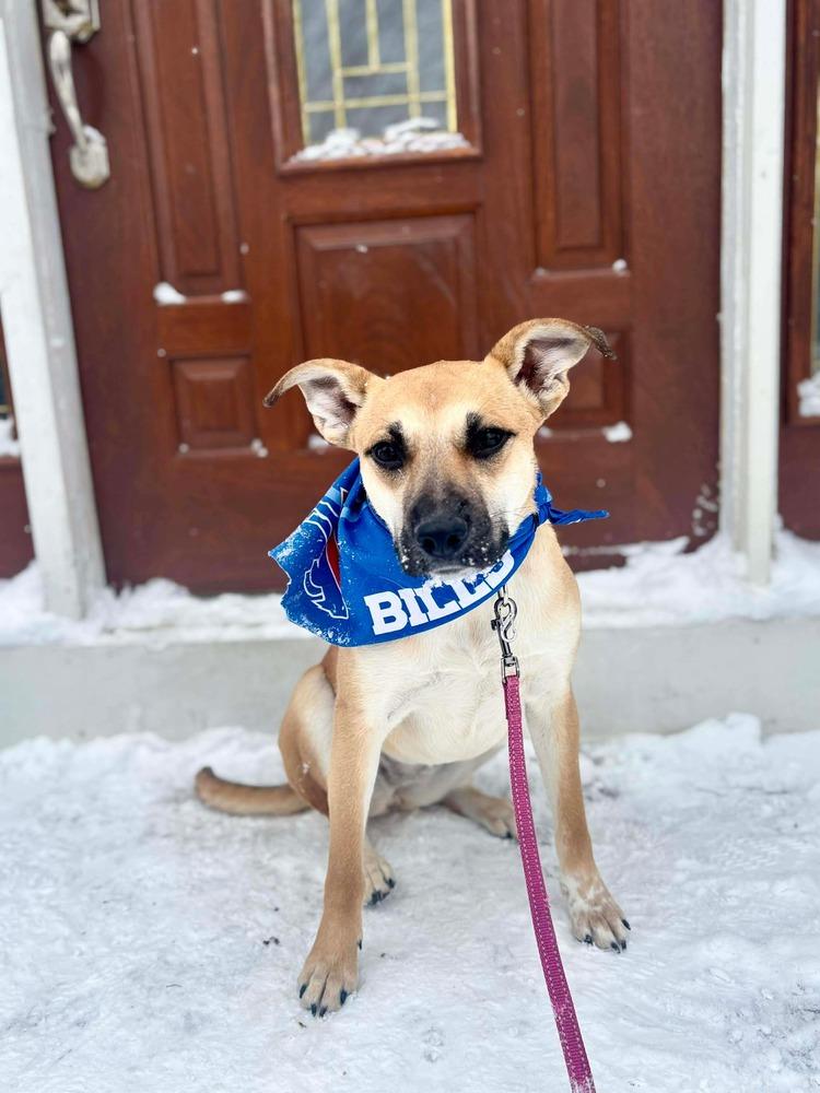 Shelby, a Adoptable mixed breed in Alden, NY image 6/6