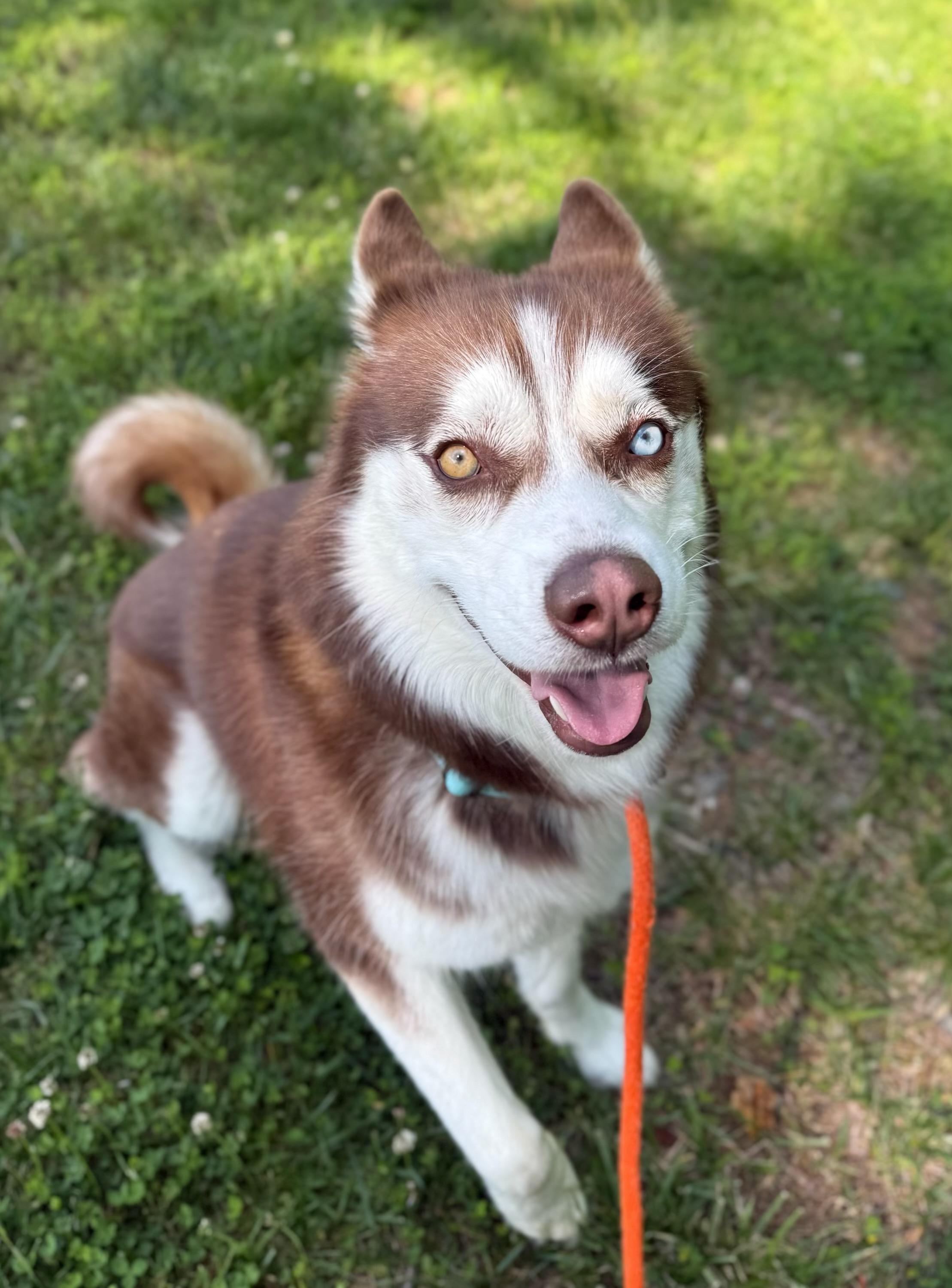 Miska (ID 51423/1557) , adopted, Adult Male Husky.