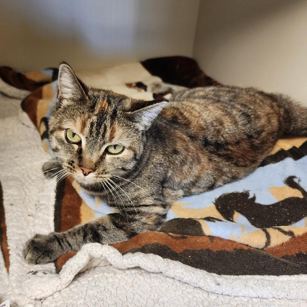 Zipper, Adoptable, Adult Female Domestic Short Hair.