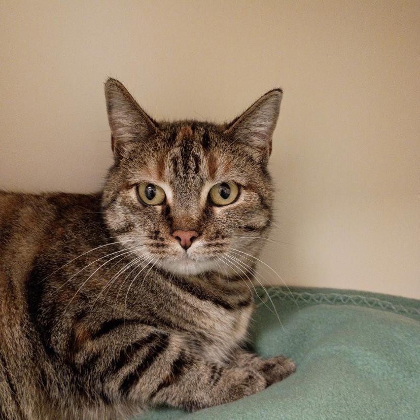 Enlarge Zipper, a Adoptable Domestic Short Hair in Cody, WY image 2/3