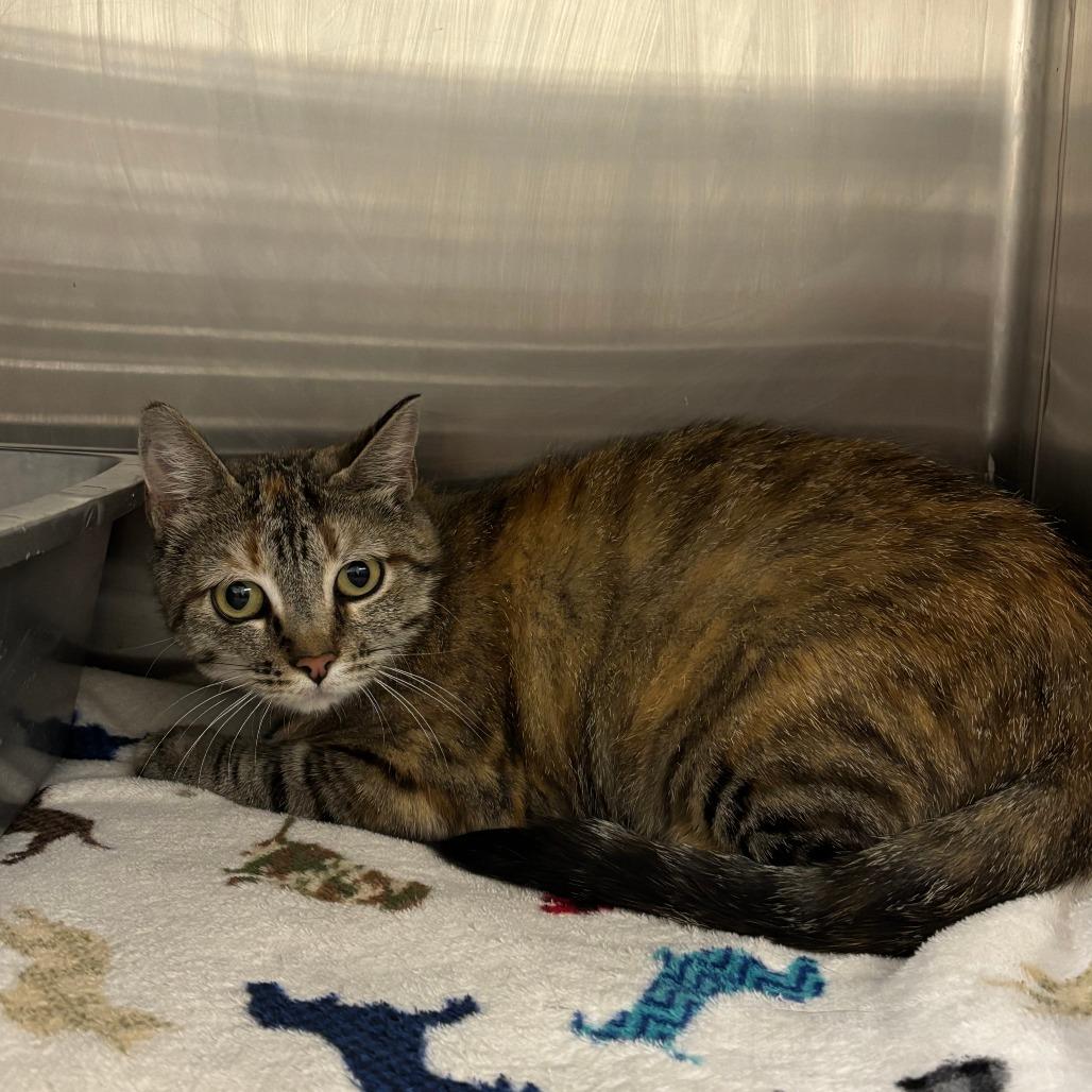 Enlarge Zipper, a Adoptable Domestic Short Hair in Cody, WY image 3/3