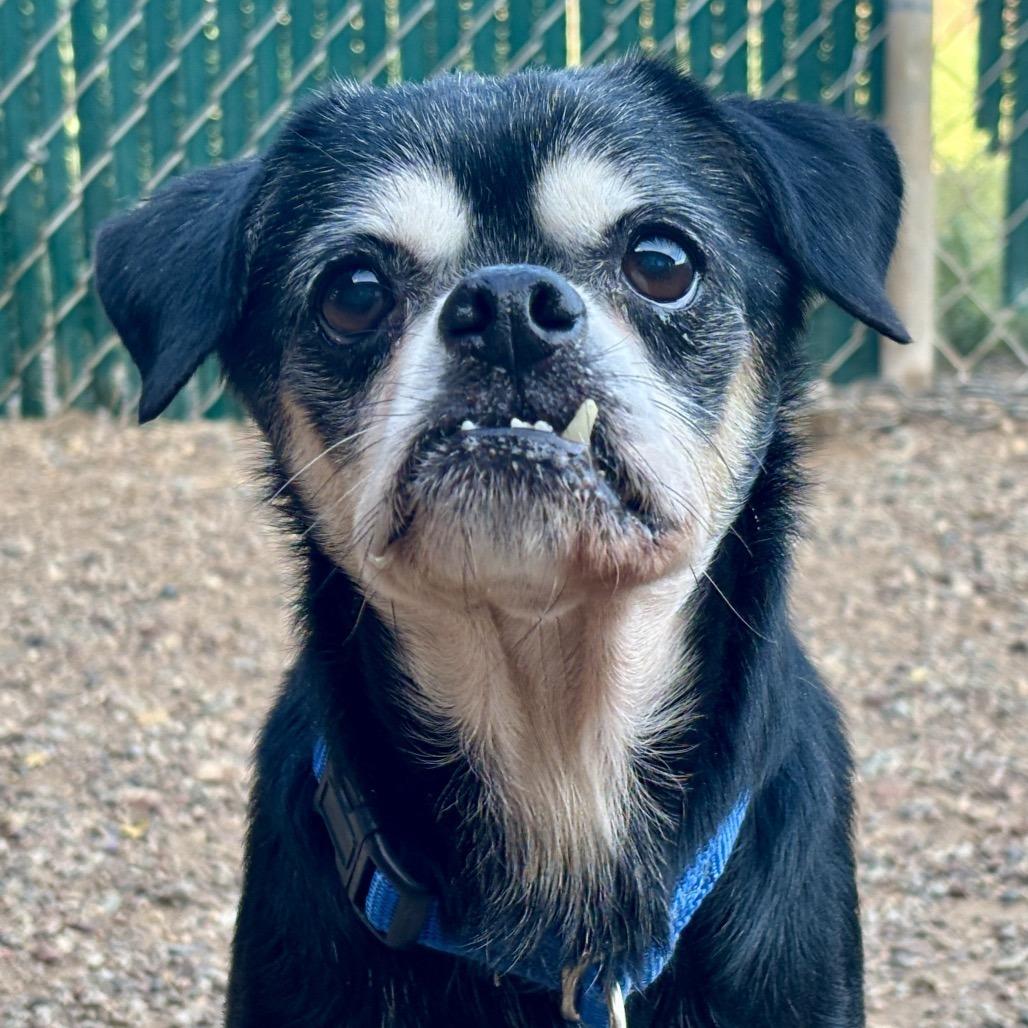 Finn, Adoptable, Senior Male Mixed Breed.