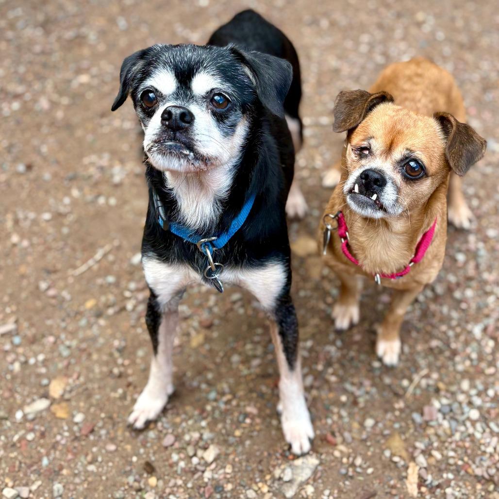 Enlarge Finn, a Adoptable Mixed Breed in Glenwood Springs, CO image 2/5