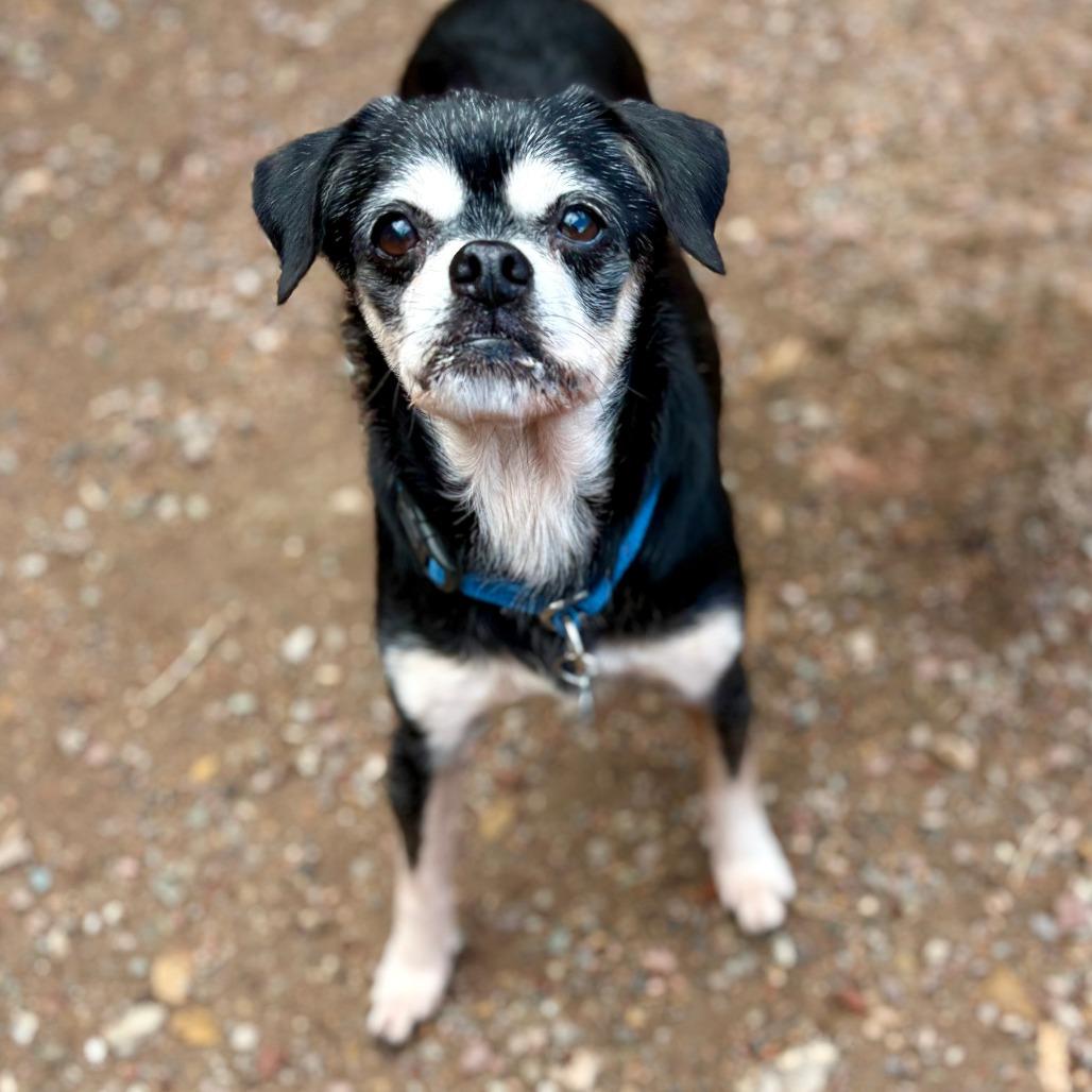 Enlarge Finn, a Adoptable Mixed Breed in Glenwood Springs, CO image 3/5