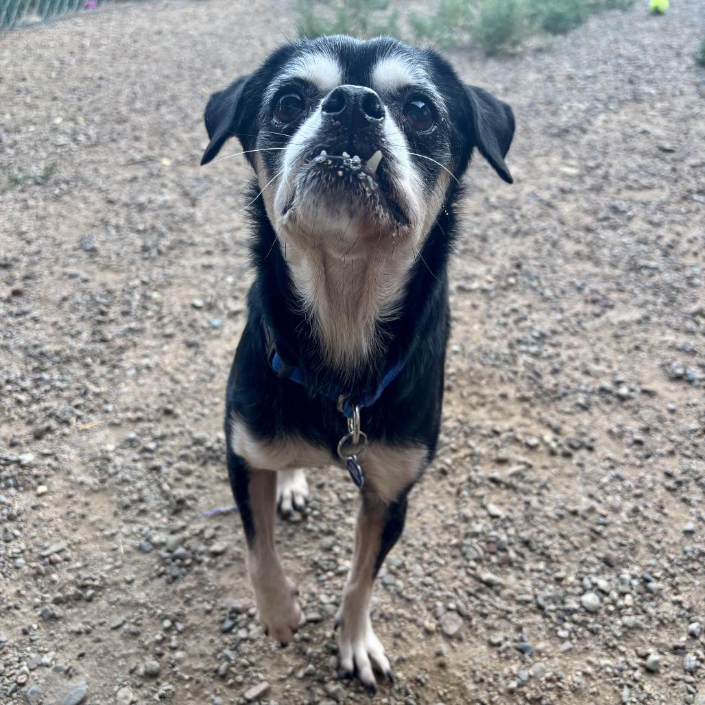 Enlarge Finn, a Adoptable Mixed Breed in Glenwood Springs, CO image 2/4