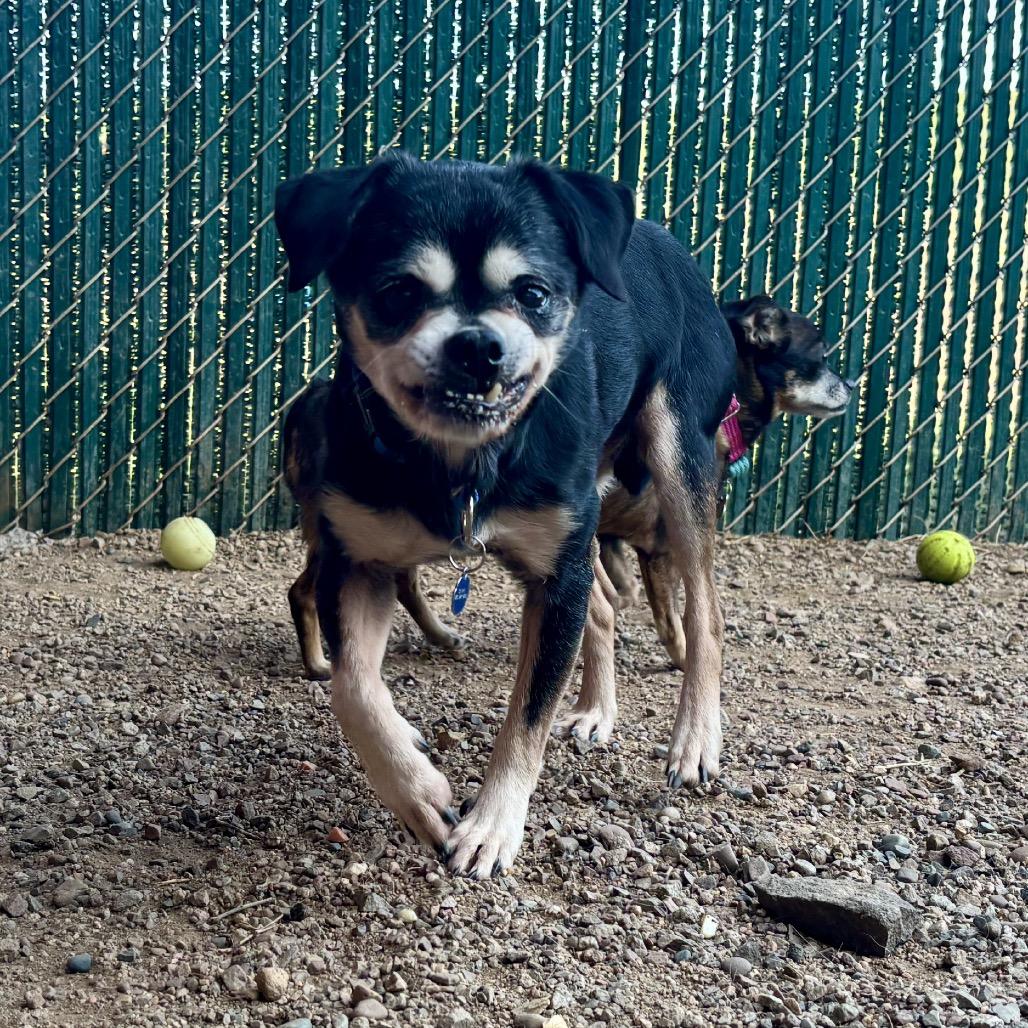 Enlarge Finn, a Adoptable Mixed Breed in Glenwood Springs, CO image 3/4