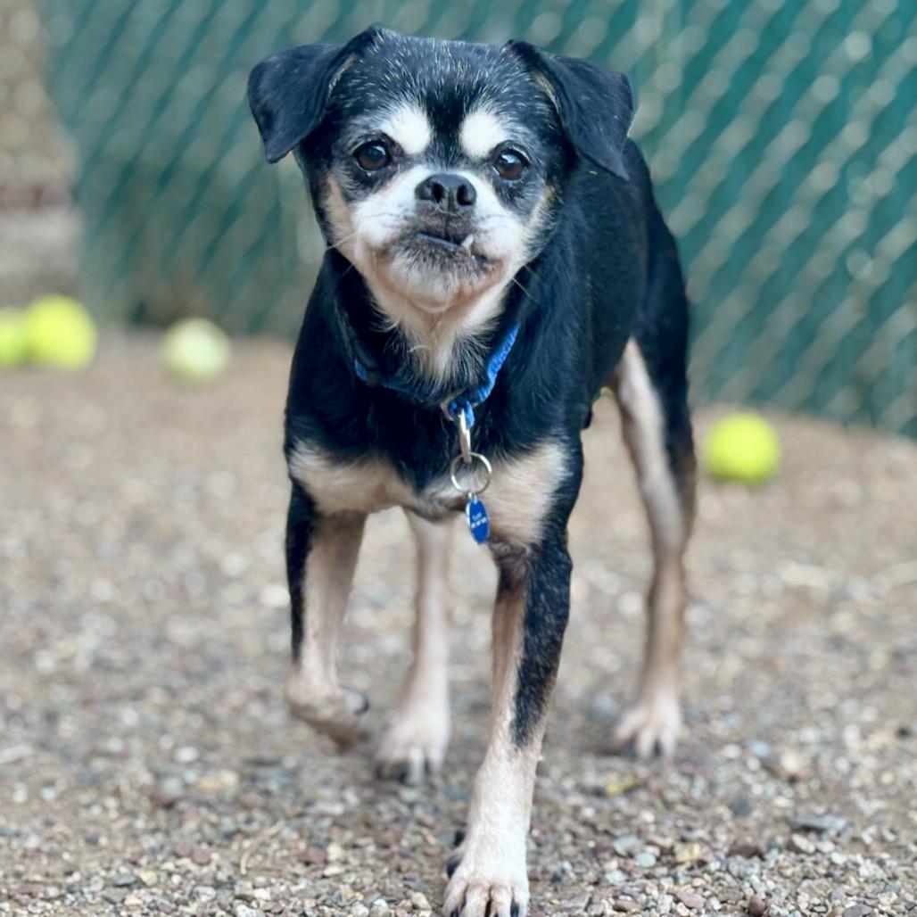 Enlarge Finn, a Adoptable Mixed Breed in Glenwood Springs, CO image 4/4