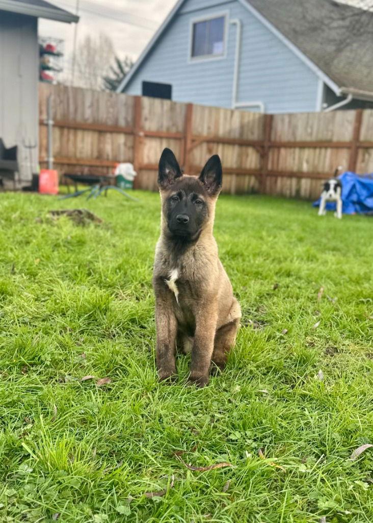 Enlarge 25-03 Freya, a Adoptable mixed breed in St. Helens, OR image 1/2