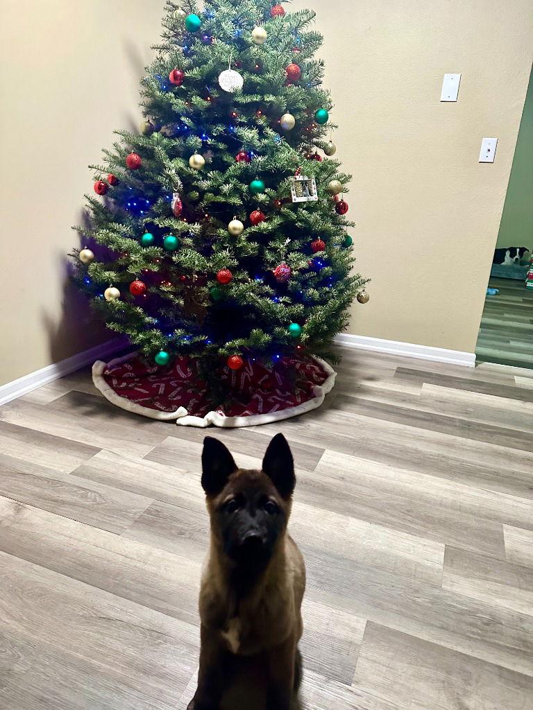 Enlarge 25-03 Freya, a Adoptable mixed breed in St. Helens, OR image 2/2