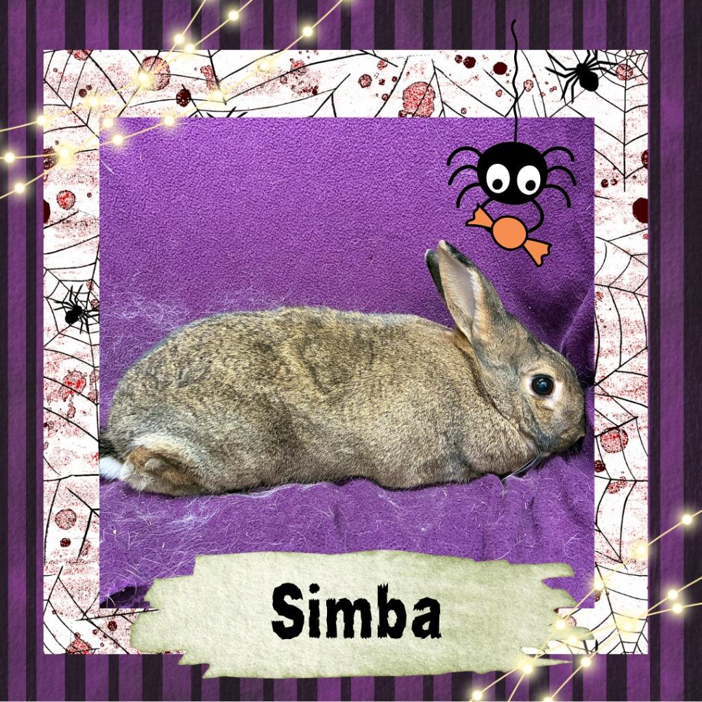 Enlarge Simba, a Adoptable Bunny Rabbit in Elizabethtown, KY image 1/3