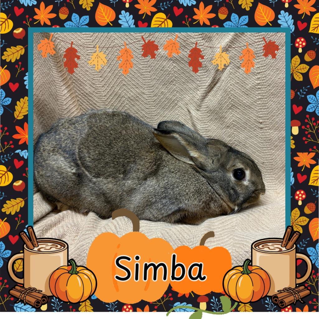 Enlarge Simba, a Adoptable Bunny Rabbit in Elizabethtown, KY image 2/3