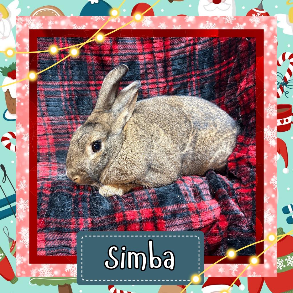 Enlarge Simba, a Adoptable Bunny Rabbit in Elizabethtown, KY image 3/3