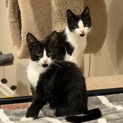 Enlarge Alexis and David, a Adoptable mixed breed in Hyattsville, MD image 2/6