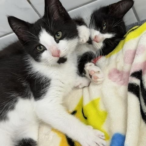 Enlarge Alexis and David, a Adoptable mixed breed in Hyattsville, MD image 1/6
