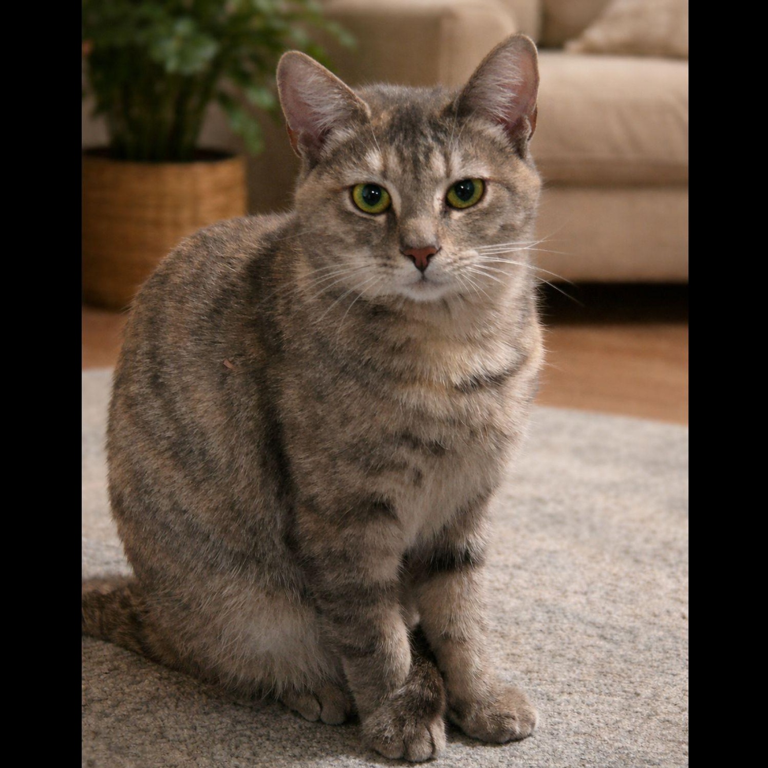 Enlarge Samara, a ADOPTABLE mixed breed in Greensburg, PA image 1/3