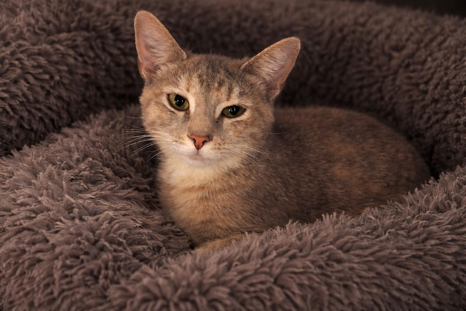 Enlarge Samara, a ADOPTABLE mixed breed in Greensburg, PA image 2/3