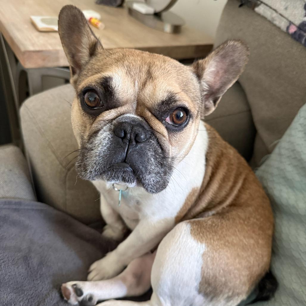 Enlarge Agnes, a Adoptable French Bulldog in North Hollywood, CA image 1/6
