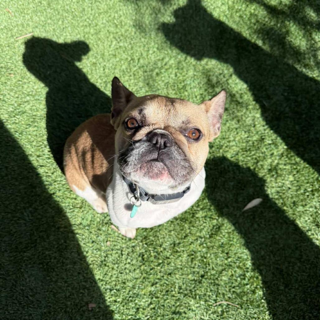 Enlarge Agnes, a Adoptable French Bulldog in North Hollywood, CA image 4/6