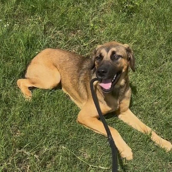 Nelson, ADOPTABLE, Young Male Black Mouth Cur & Shepherd.