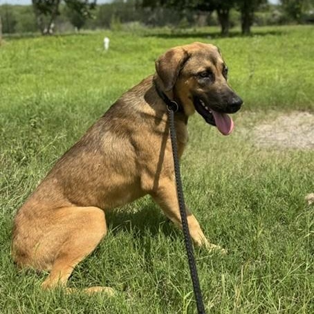 Nelson, a ADOPTABLE mixed breed in Williston, VT image 3/5