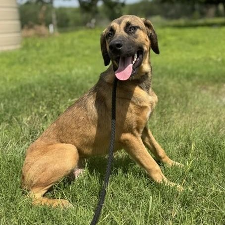 Nelson, a ADOPTABLE mixed breed in Williston, VT image 5/5