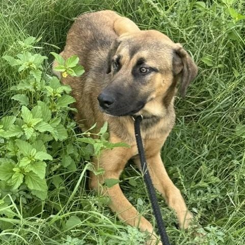 Nelson, a ADOPTABLE mixed breed in Williston, VT image 4/5