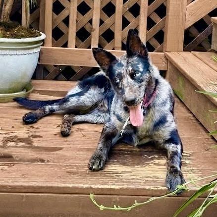 Nala, Adoptable, Young Female Catahoula Leopard Dog & Australian Shepherd.
