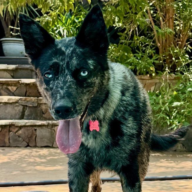 Enlarge Nala, a Adoptable mixed breed in Apex, NC image 4/5