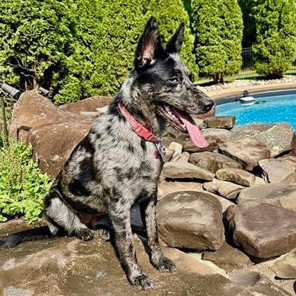 Enlarge Nala, a Adoptable mixed breed in Apex, NC image 2/5
