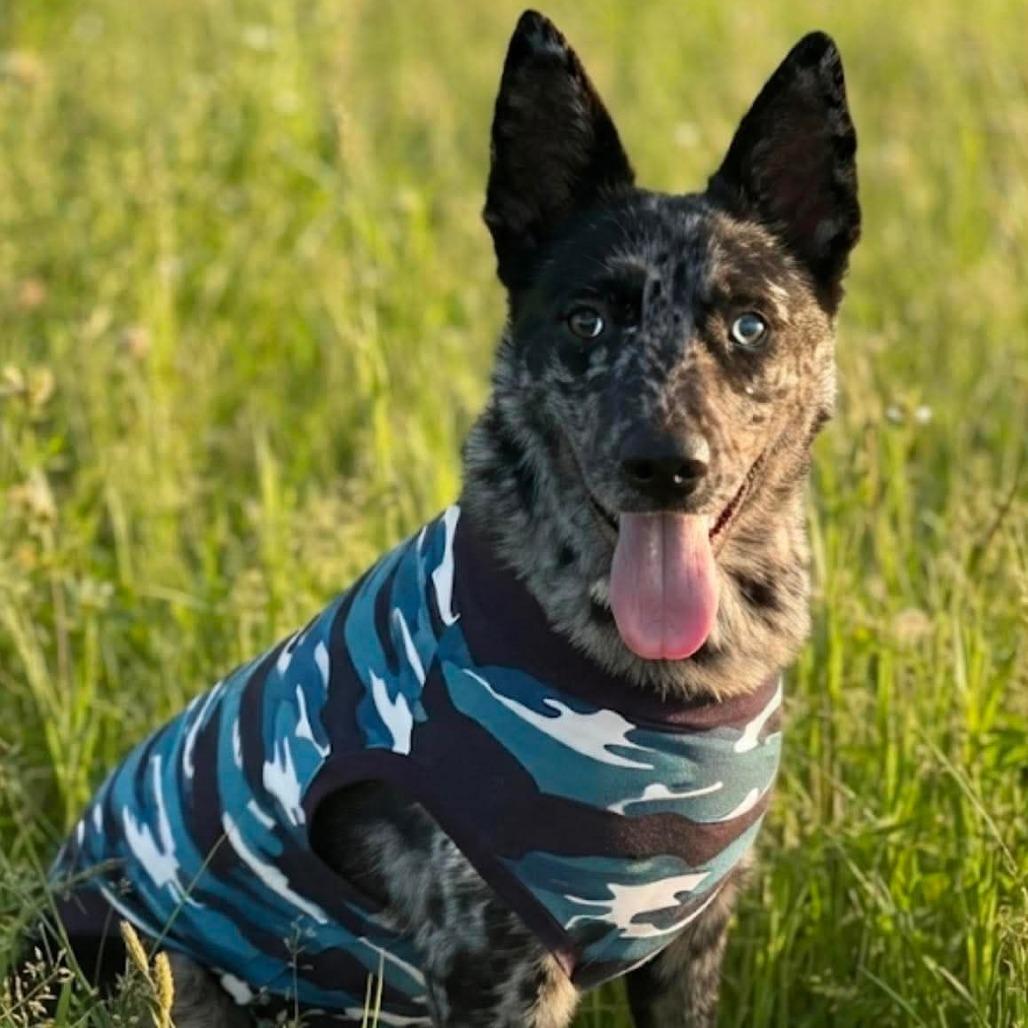 Enlarge Nala, a Adoptable mixed breed in Apex, NC image 3/5