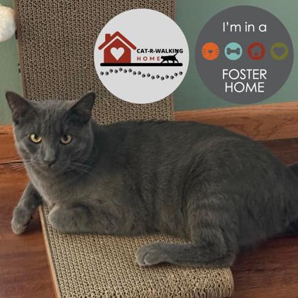 Tango, Adoptable, Young Male Domestic Short Hair & Domestic Short Hair.