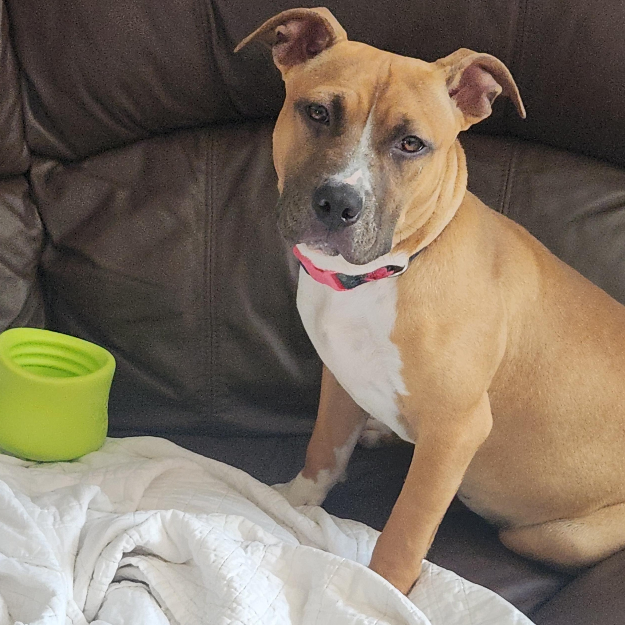 Pippi, a ADOPTABLE mixed breed in Peotone, IL image 2/5