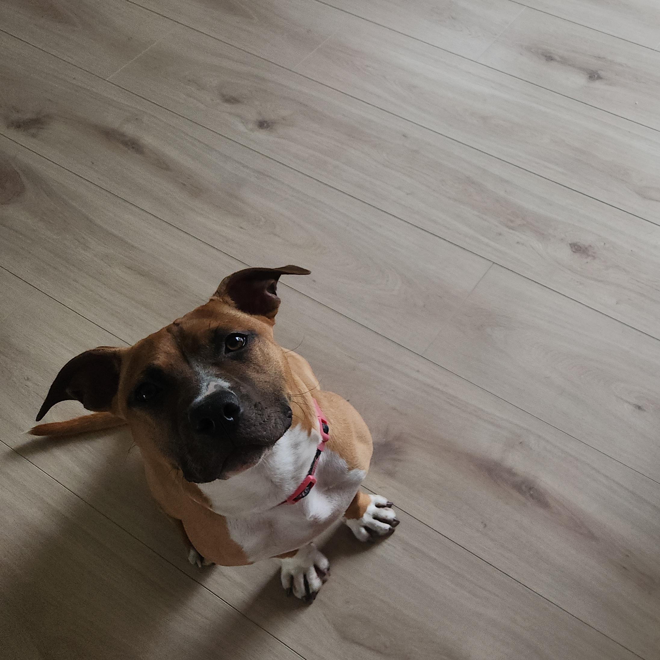 Pippi, a ADOPTABLE mixed breed in Peotone, IL image 5/5