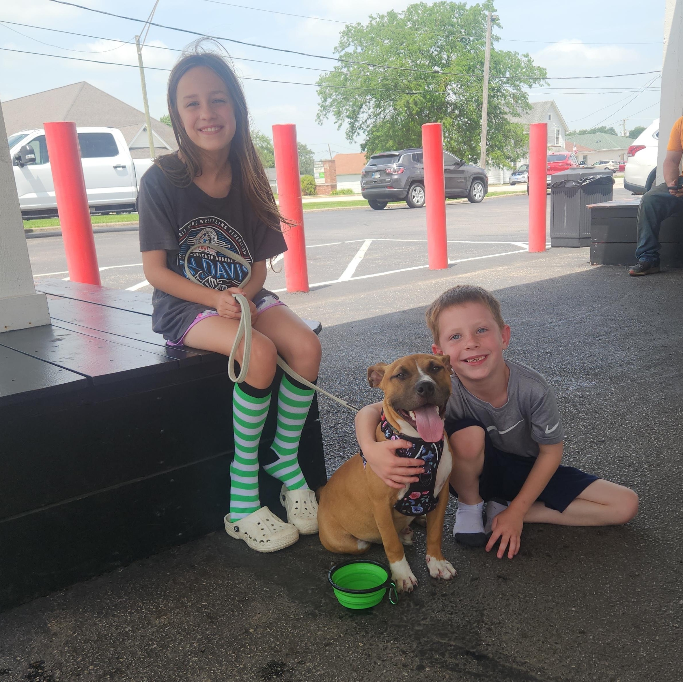 Pippi, a ADOPTABLE mixed breed in Peotone, IL image 4/5