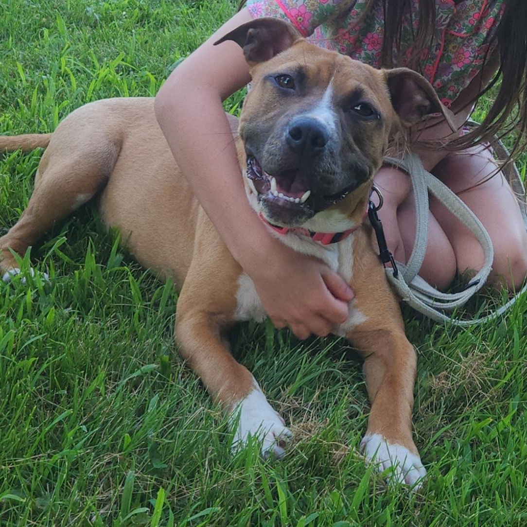 Pippi, a ADOPTABLE mixed breed in Peotone, IL image 3/5