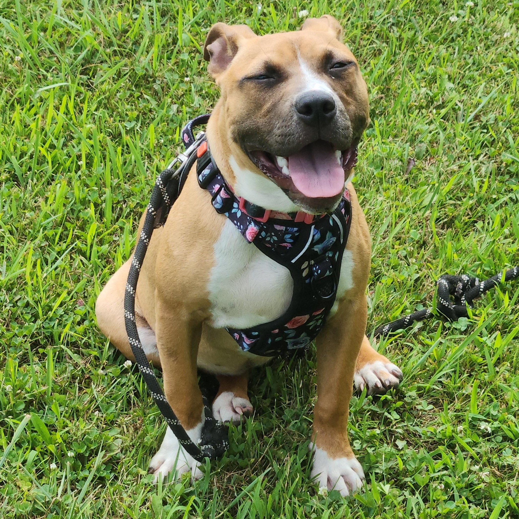 Pippi, a ADOPTABLE mixed breed in Peotone, IL image 1/5