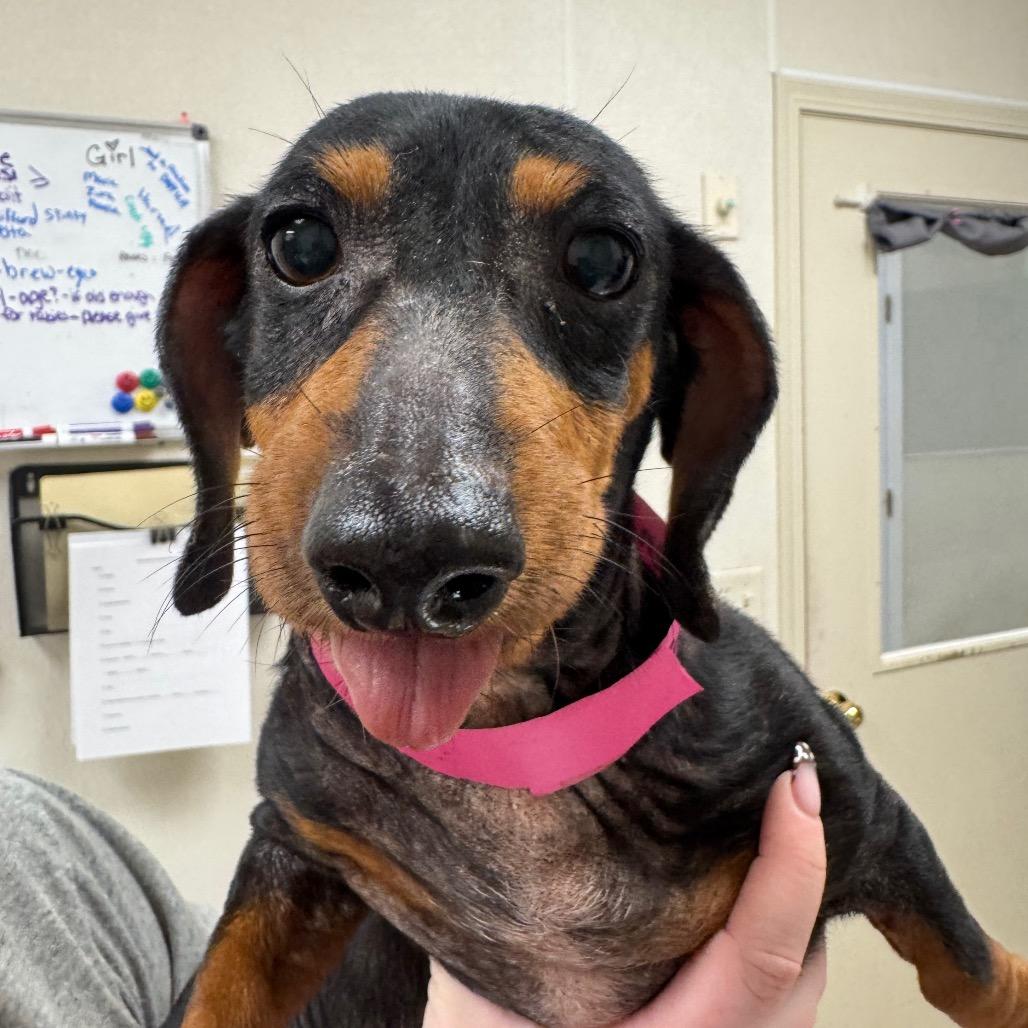 Enlarge Gracie, a Adoptable Dachshund in Pekin, IL image 1/4