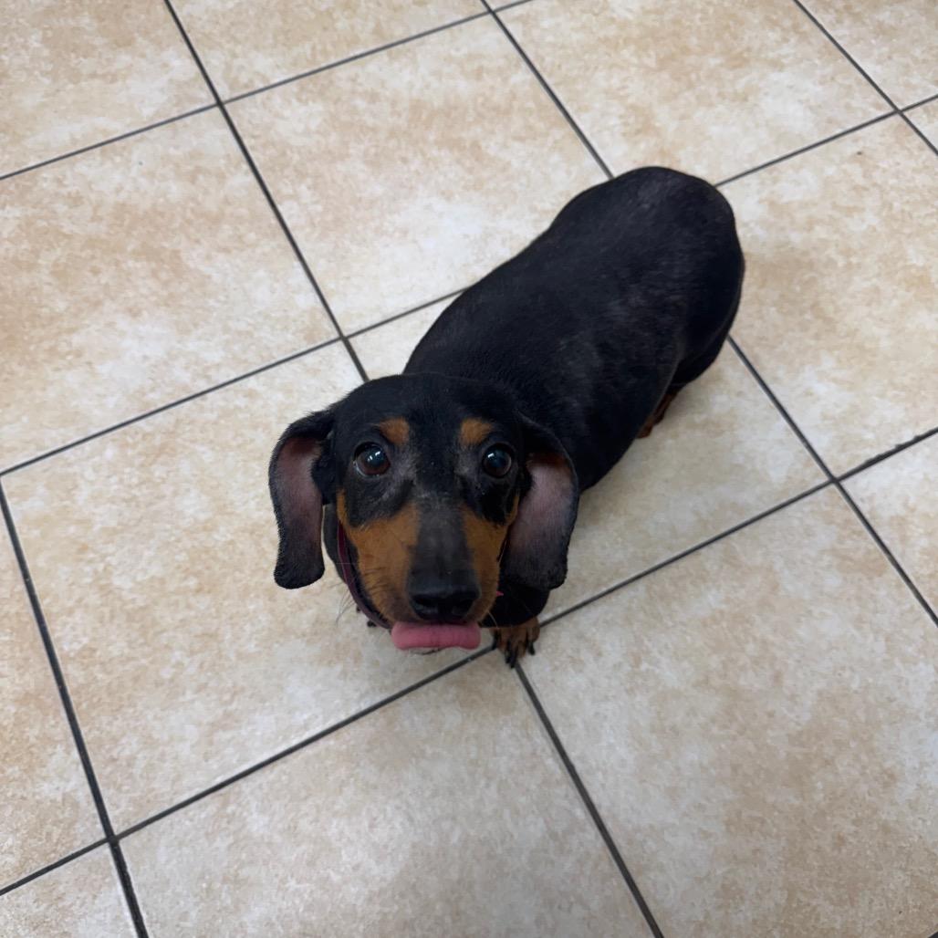 Enlarge Gracie, a Adoptable Dachshund in Pekin, IL image 2/4