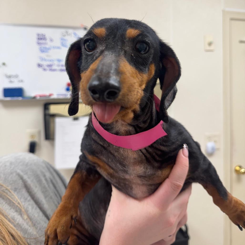 Enlarge Gracie, a Adoptable Dachshund in Pekin, IL image 3/4