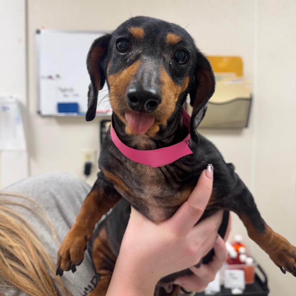 Enlarge Gracie, a Adoptable Dachshund in Pekin, IL image 4/4