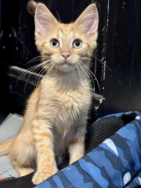 Alfred, a ADOPTABLE Domestic Short Hair in Cleveland, OH image 3/3