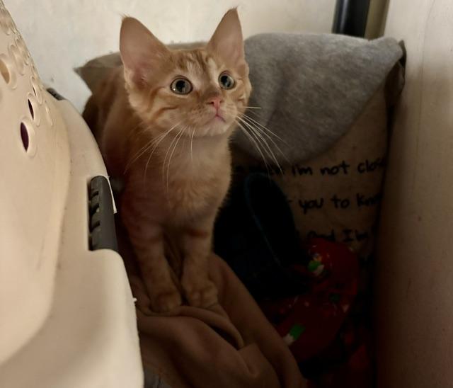 Alfred, a ADOPTABLE Domestic Short Hair in Cleveland, OH image 1/3