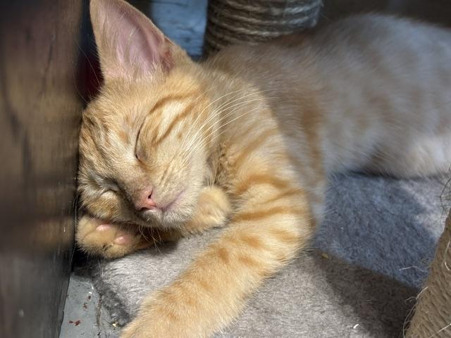 Alfred, a ADOPTABLE Domestic Short Hair in Cleveland, OH image 2/3