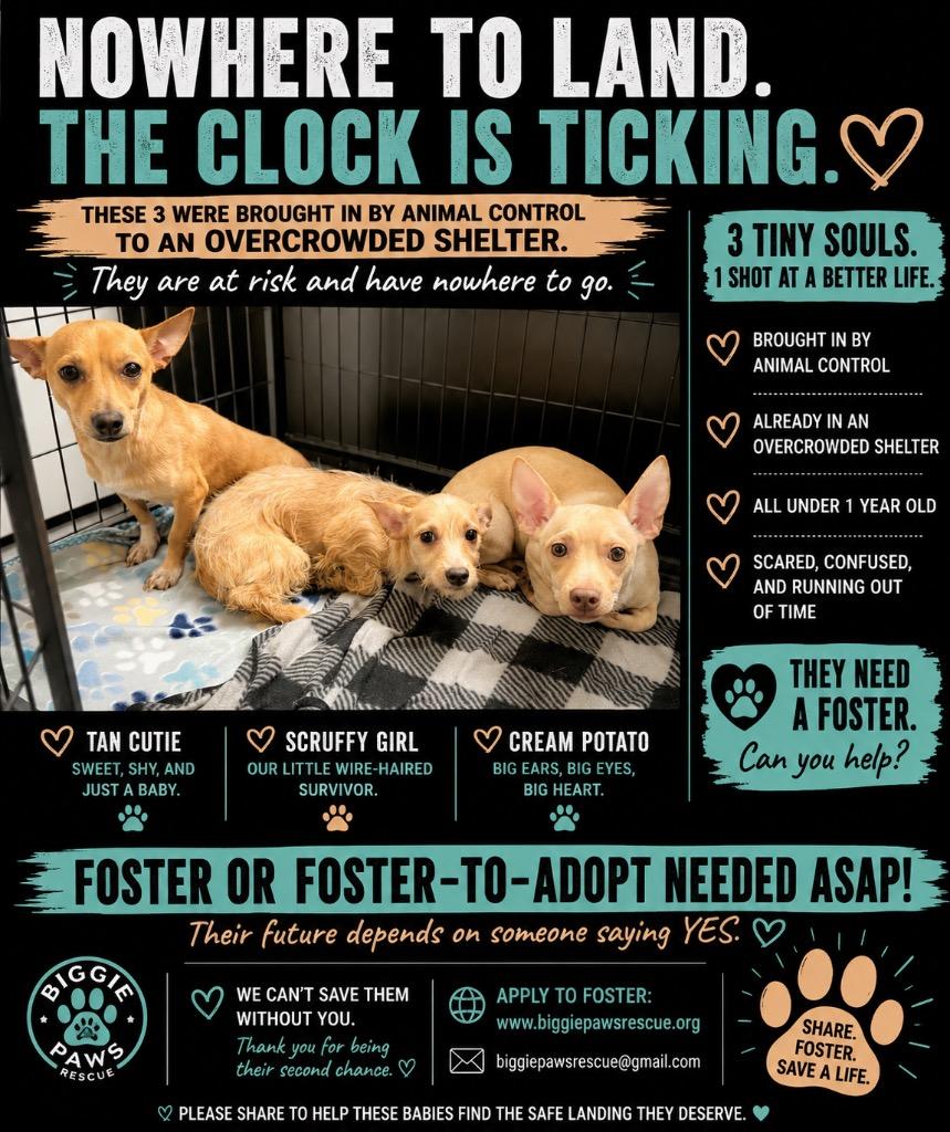 Remy, Adoptable, Puppy Male Chihuahua.