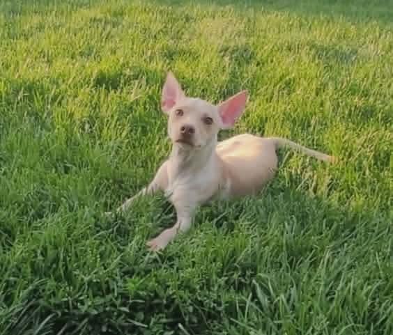 Remy, a Adoptable mixed breed in Bristol, WI image 3/6