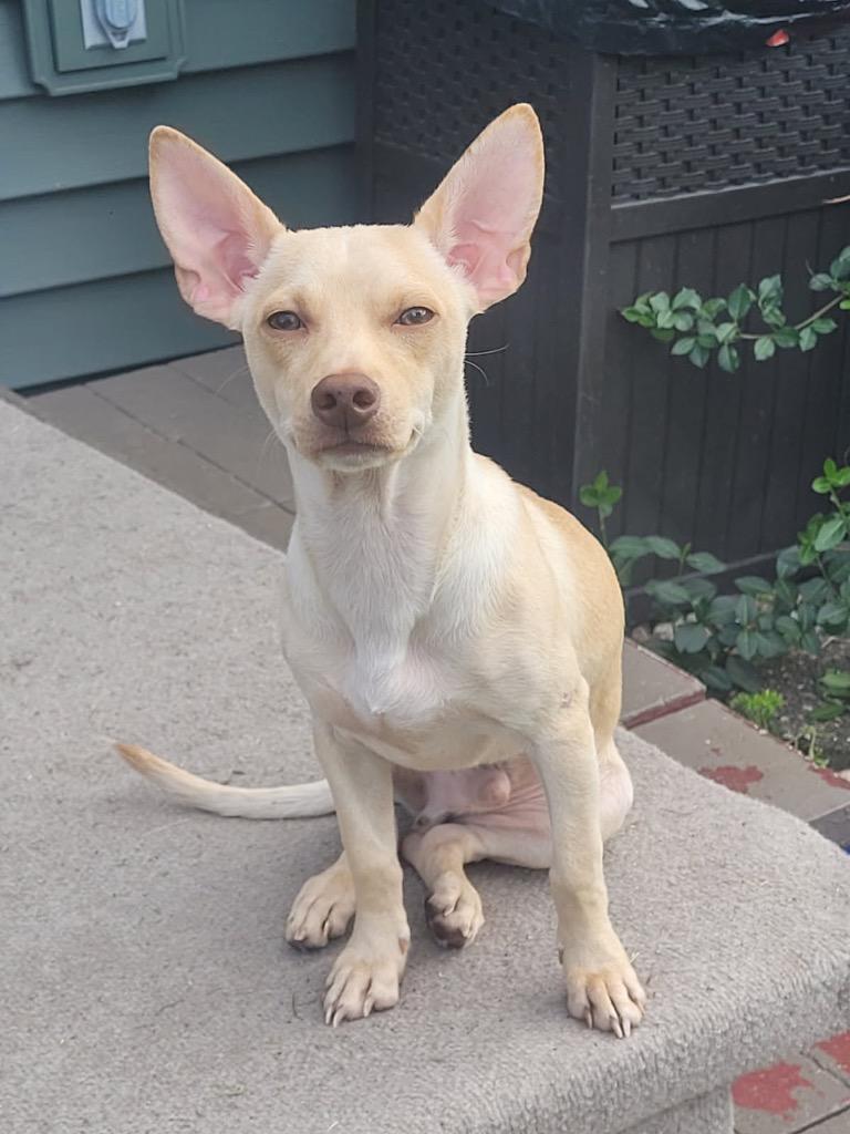 Remy, a Adoptable mixed breed in Bristol, WI image 4/6