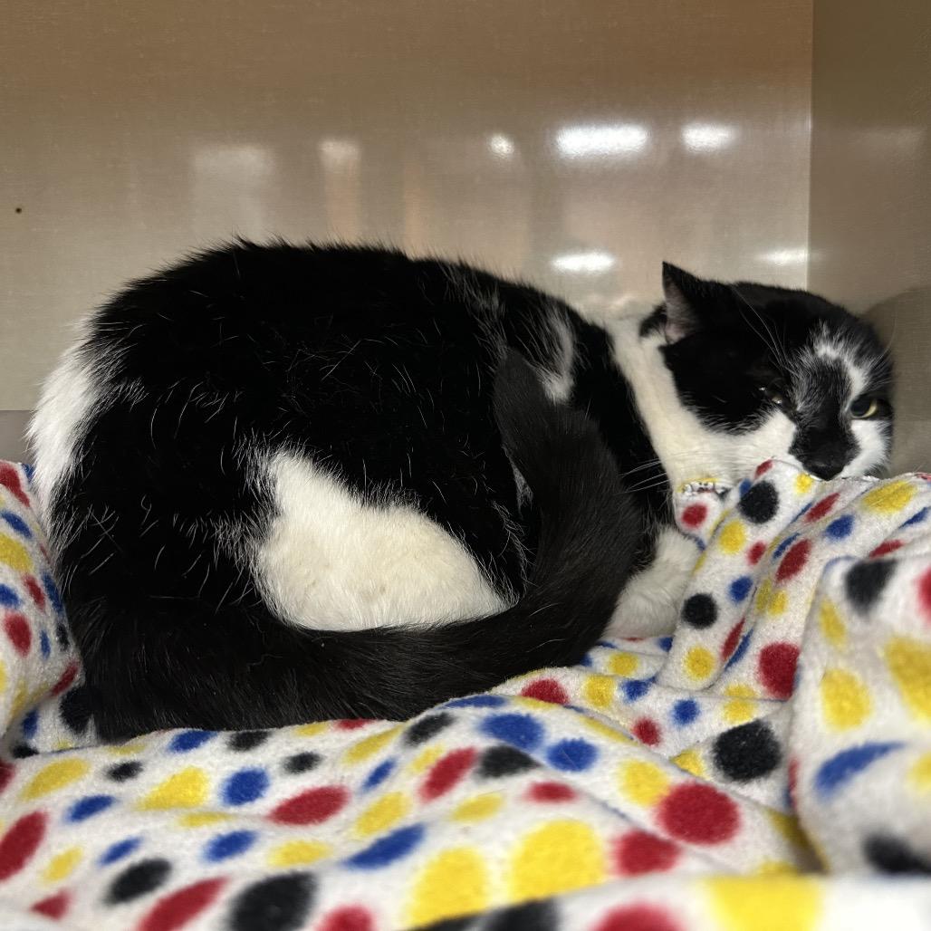 Sparky, Adoptable, Adult Male Domestic Short Hair.
