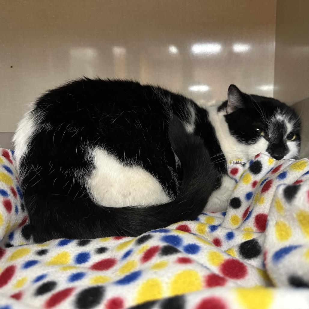 Enlarge Sparky, a Adoptable Domestic Short Hair in Spokane, WA image 2/6