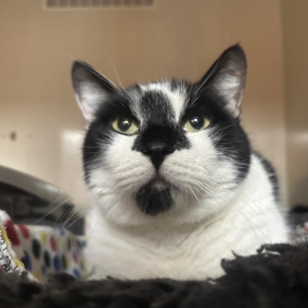 Enlarge Sparky, a Adoptable Domestic Short Hair in Spokane, WA image 3/6