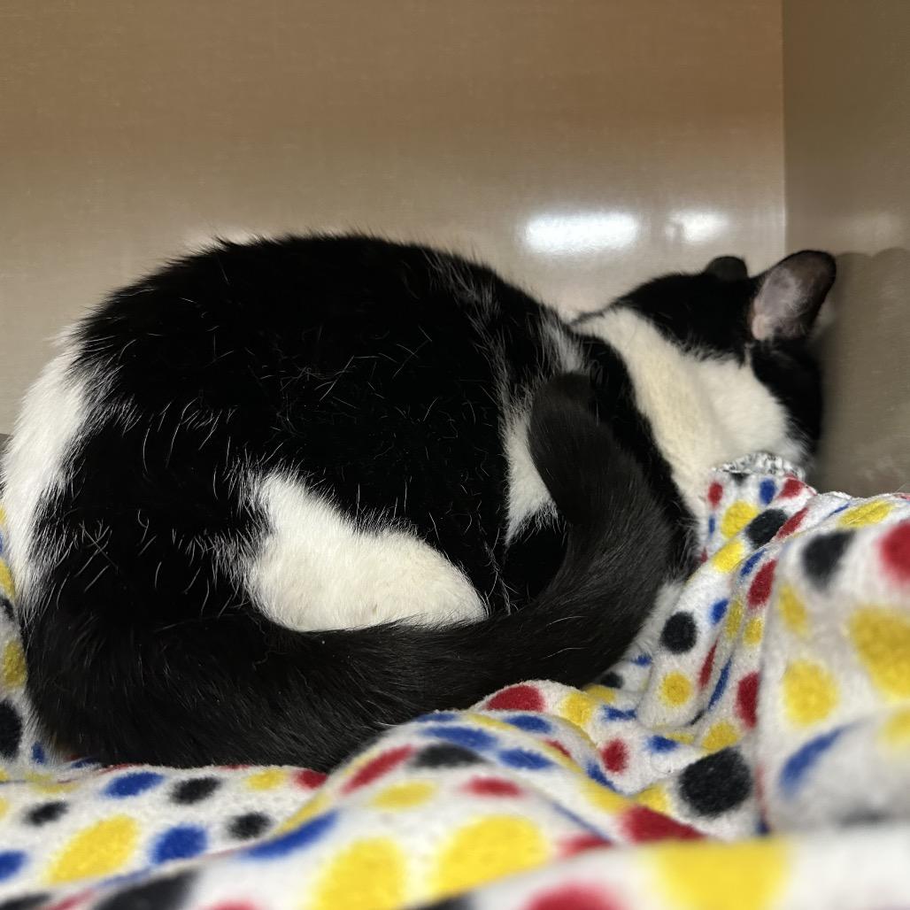 Enlarge Sparky, a Adoptable Domestic Short Hair in Spokane, WA image 4/6